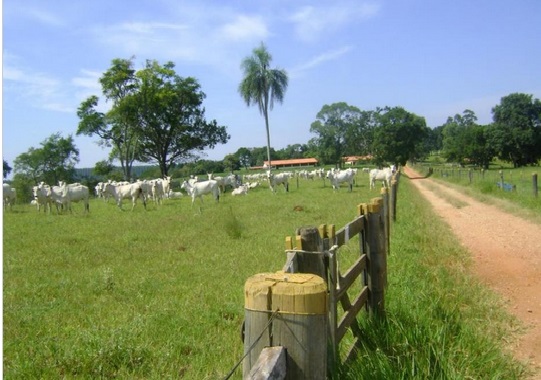 Rural venda Fazenda no Interior! Itapetininga Rural venda Fazenda no Interior! Itapetininga